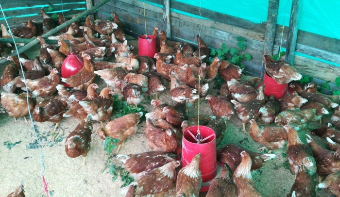 Galpón 