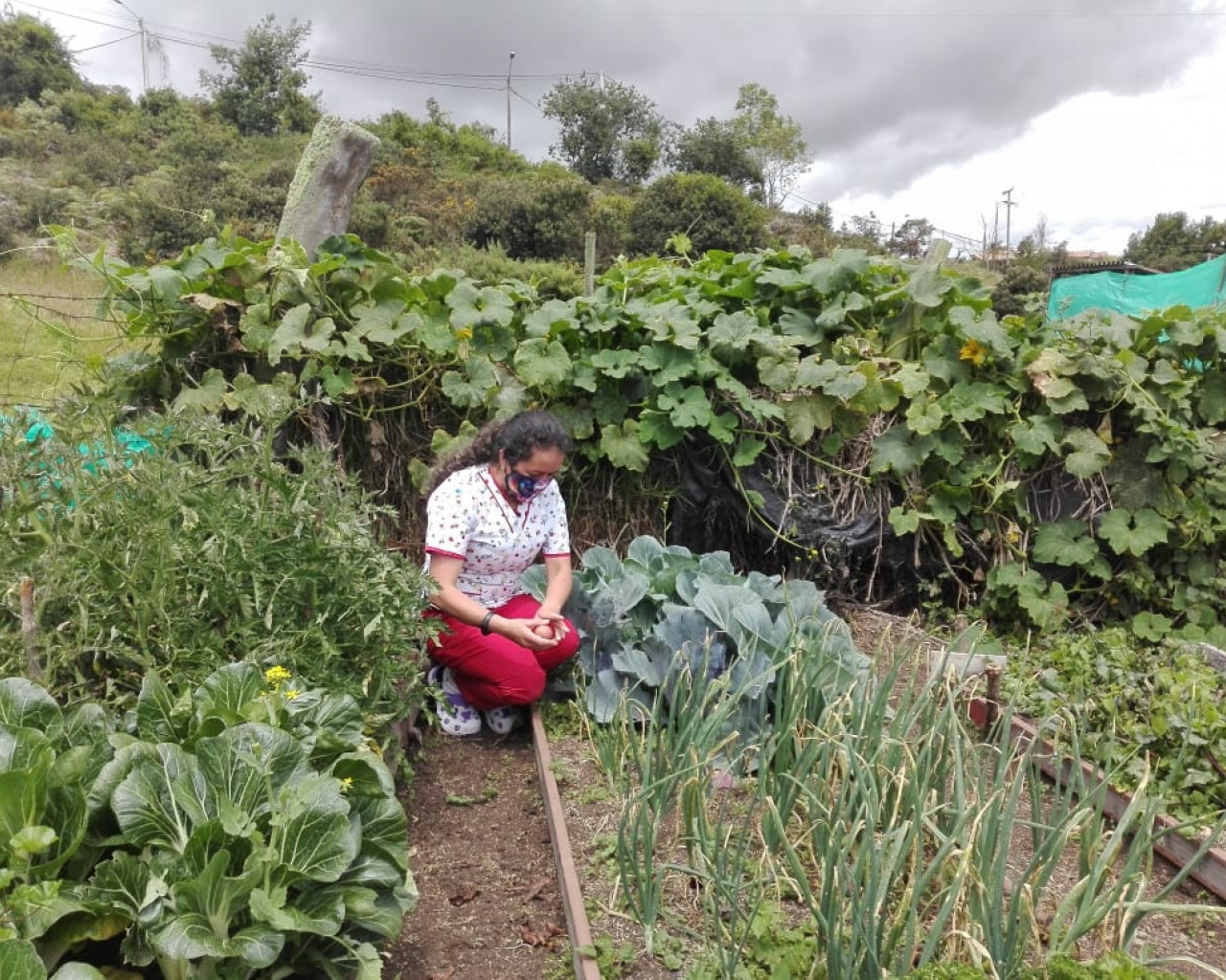 siembra de vegetales