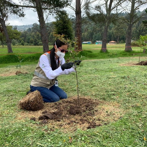 Compensación Ambiental